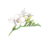 Freesia