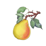 King_William_Pear